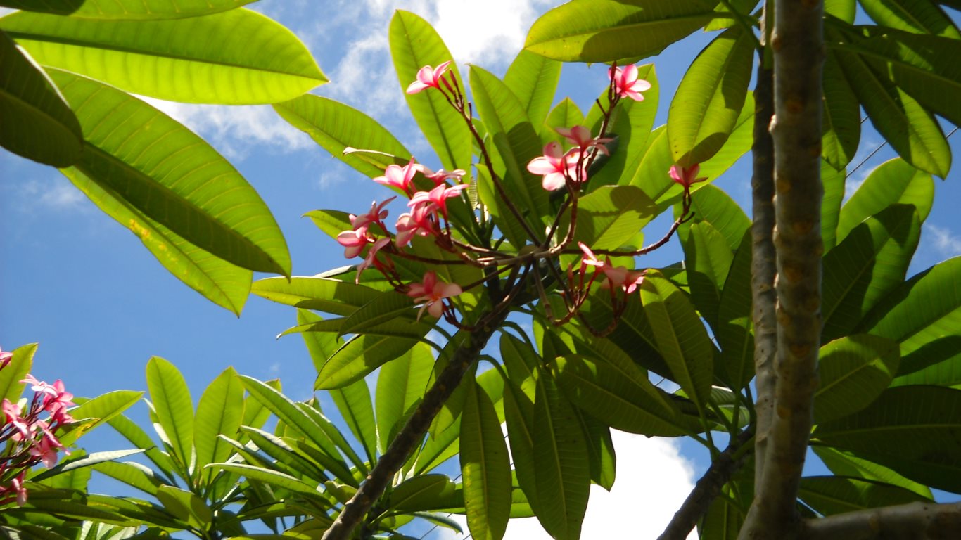 51_pink frangipani_hills_tobago_20090718_DSCN0198C_tobagojo@gmail.com_1366w_768h